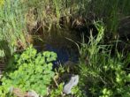 einfach traumhaft - Top gepfl. DHH i. Sackgassenlage*Ahrensburg*Natur als Nachbar*Wintergarten*Kamin* Sauna* V-Keller